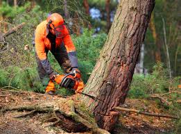 Best Tree Preservation Services  in Inkerman, PA